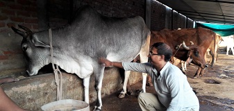 ||20 March 2016||Pankaj Bihari, Director Labour Department, visited SOUL Mahakalika Gaushala and offered green feed to the cows.