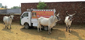 ||14 April 2016||SOUL Mahakalika Gaushala is indebted to supporters for donating funds to buy an ambulance for the cows.