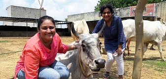 ||6 October 2016||Anuradha Modi and Manisha of Holy Cow Foundation visited SOUL Mahakalika Gaushala.